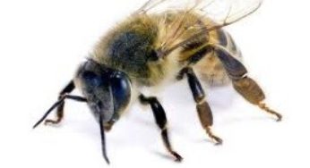 Handling Bees in your HOA