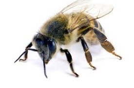 Handling Bees in the Phoenix Valley HOA