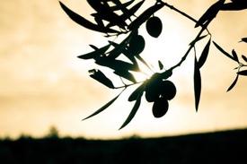 Olive Trees in HOA